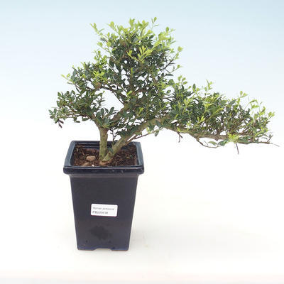 Kryty bonsai - Ilex crenata - Holly PB220438
