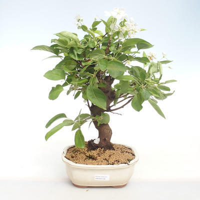 Outdoor bonsai - Malus halliana - Małe jabłko VB2020-438 - 1