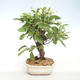 Outdoor bonsai - Malus halliana - Małe jabłko VB2020-438 - 1/5