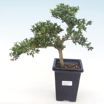 Kryty bonsai - Ilex crenata - Holly PB220441