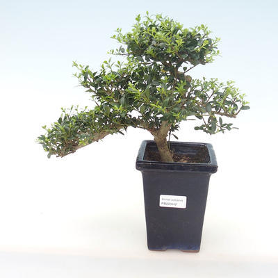 Kryty bonsai - Ilex crenata - Holly PB220442