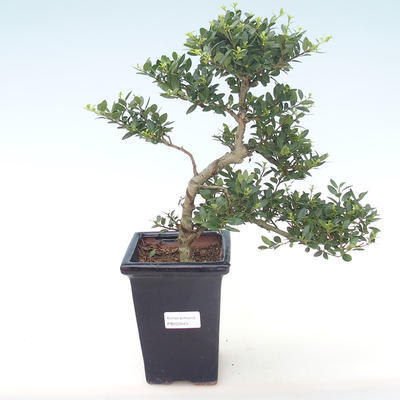 Kryty bonsai - Ilex crenata - Holly PB220443