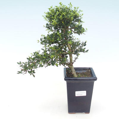 Kryty bonsai - Ilex crenata - Holly PB220444