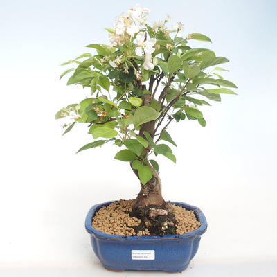 Outdoor bonsai - Malus halliana - Small Apple VB2020-444 - 1