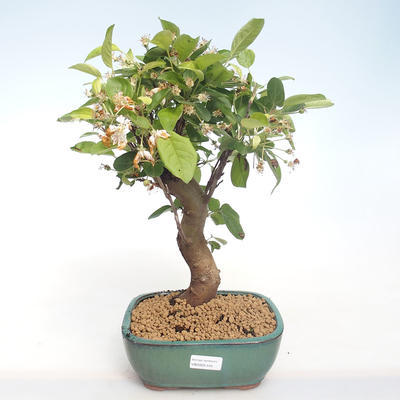 Outdoor bonsai - Malus halliana - Małe jabłko VB2020-445 - 1