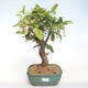 Outdoor bonsai - Malus halliana - Małe jabłko VB2020-445 - 1/5
