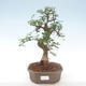 Kryty bonsai - Ulmus parvifolia - Wiąz mały liść PB220445 - 1/3