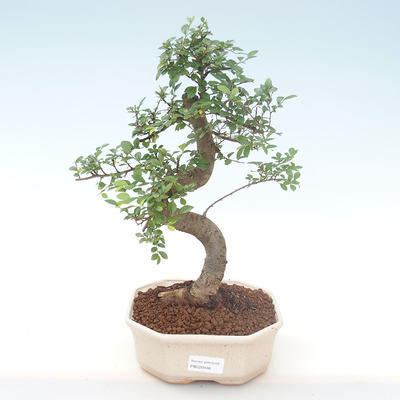 Kryty bonsai - Ulmus parvifolia - Wiąz mały liść PB220446 - 1