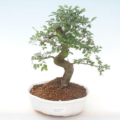 Kryty bonsai - Ulmus parvifolia - Wiąz mały liść PB220448 - 1
