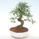 Kryty bonsai - Ulmus parvifolia - Wiąz mały liść PB220448 - 1/3