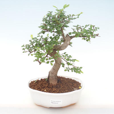 Kryty bonsai - Ulmus parvifolia - Wiąz mały liść PB220449 - 1