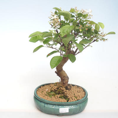 Outdoor bonsai - Malus halliana - Small Apple VB2020-449 - 1