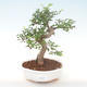 Kryty bonsai - Ulmus parvifolia - Wiąz mały liść PB220449 - 1/3