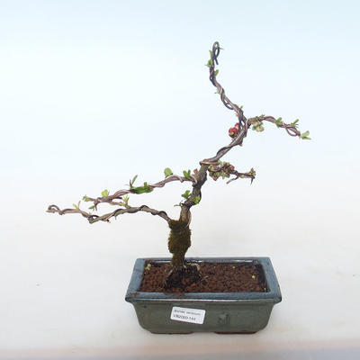 Outdoor bonsai - spec Chaenomeles. Rubra - Pigwa VB2020-144 - 1