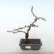 Outdoor bonsai - spec Chaenomeles. Rubra - Pigwa VB2020-144 - 1/3