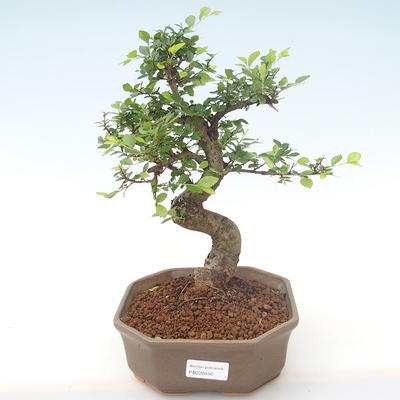 Kryty bonsai - Ulmus parvifolia - Wiąz mały liść PB220450 - 1