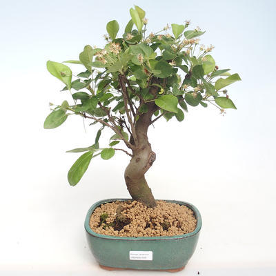 Outdoor bonsai - Malus halliana - Małe jabłko VB2020-450 - 1