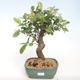 Outdoor bonsai - Malus halliana - Małe jabłko VB2020-450 - 1/5