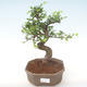 Kryty bonsai - Ulmus parvifolia - Wiąz mały liść PB220450 - 1/3