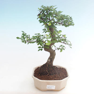 Kryty bonsai - Ulmus parvifolia - Wiąz mały liść PB220451 - 1