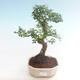 Kryty bonsai - Ulmus parvifolia - Wiąz mały liść PB220451 - 1/3