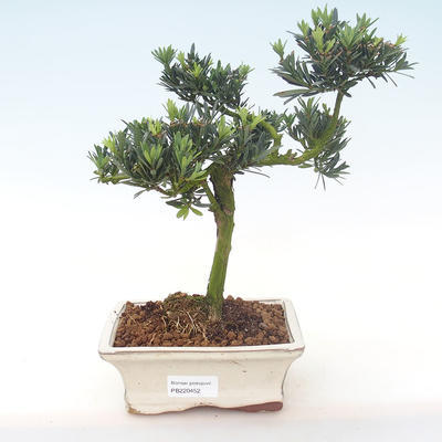 Kryty bonsai - Podocarpus - Cis kamienny PB220452