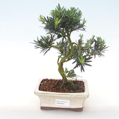 Kryty bonsai - Podocarpus - Cis kamienny PB220453