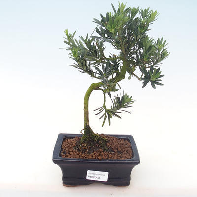 Kryty bonsai - Podocarpus - Cis kamienny PB220454