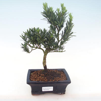 Kryty bonsai - Podocarpus - Cis kamienny PB220455
