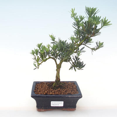 Kryty bonsai - Podocarpus - Cis kamienny PB220456