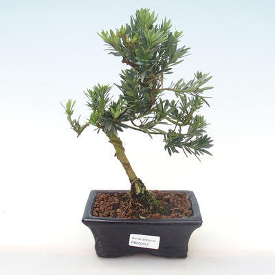 Kryty bonsai - Podocarpus - Cis kamienny PB220457
