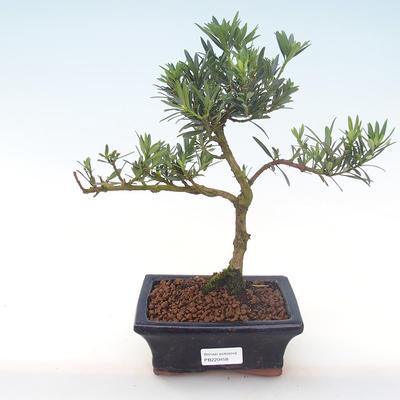 Kryty bonsai - Podocarpus - Cis kamienny PB220458