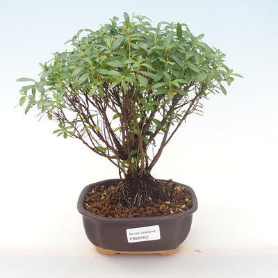 Kryty bonsai - Cuphea - japoński mirt PB220461