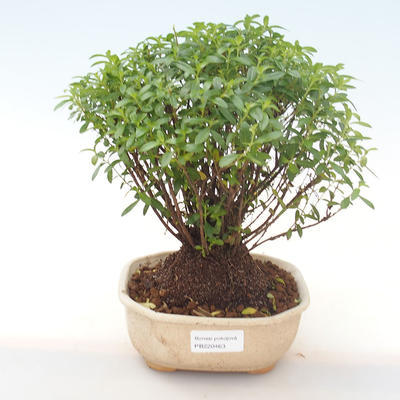 Kryty bonsai - Cuphea - japoński mirt PB220463