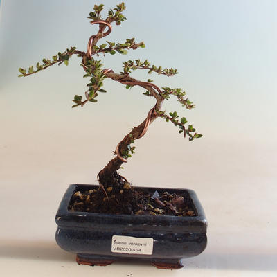 Outdoor bonsai-irga pozioma-irga VB2020-464 - 1