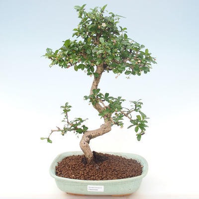 Kryty bonsai - Carmona macrophylla - Tea fuki PB220465 - 1