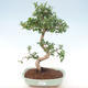 Kryty bonsai - Carmona macrophylla - Tea fuki PB220465 - 1/5
