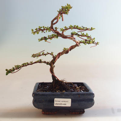Outdoor bonsai-irga pozioma-irga VB2020-466 - 1