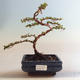 Outdoor bonsai-irga pozioma-irga VB2020-466 - 1/2