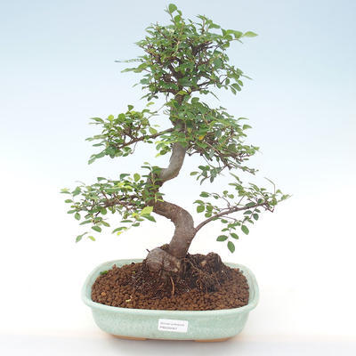 Kryty bonsai - Ulmus parvifolia - Wiąz mały liść PB220467 - 1