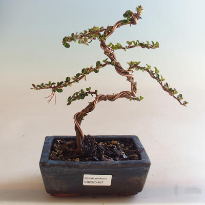 Outdoor bonsai-irga pozioma-irga VB2020-467 - 1