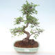 Kryty bonsai - Ulmus parvifolia - Wiąz mały liść PB220467 - 1/3