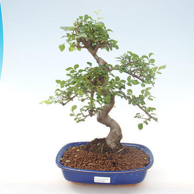 Kryty bonsai - Ulmus parvifolia - Wiąz mały liść PB220468 - 1