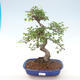 Kryty bonsai - Ulmus parvifolia - Wiąz mały liść PB220468 - 1/3