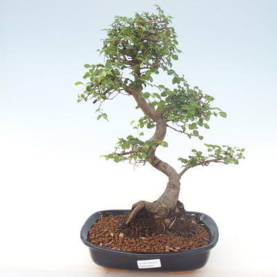 Kryty bonsai - Ulmus parvifolia - Wiąz mały liść PB220469 - 1