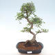 Kryty bonsai - Ulmus parvifolia - Wiąz mały liść PB220469 - 1/3
