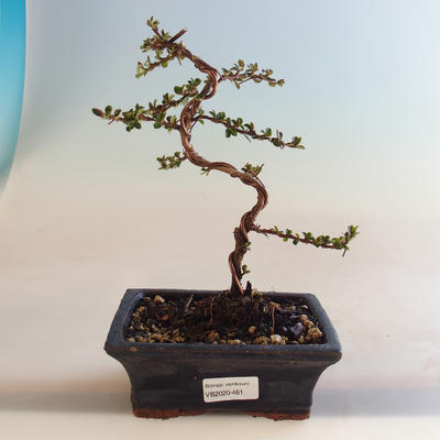 Outdoor bonsai-irga pozioma-irga VB2020-461 - 1