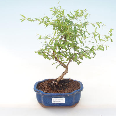 Kryty bonsai-PUNICA granatum nana-Pomegranate PB220470 - 1