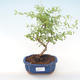 Kryty bonsai-PUNICA granatum nana-Pomegranate PB220470 - 1/3
