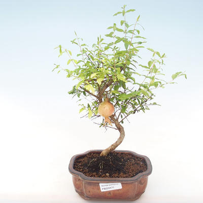 Kryty bonsai-PUNICA granatum nana-Pomegranate PB220471 - 1